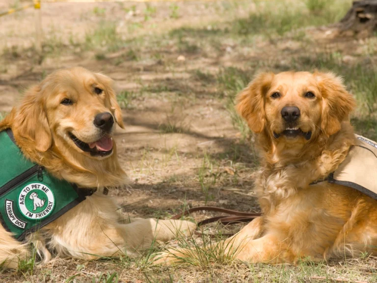 therapy dogs