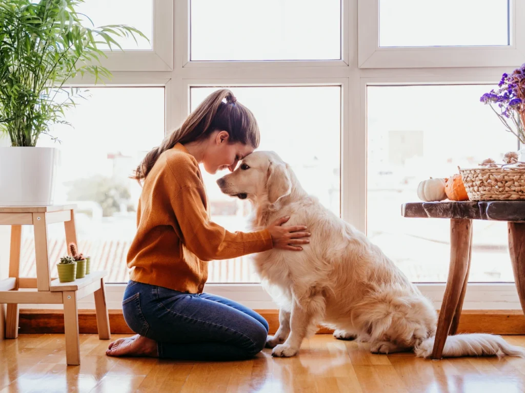 Therapy Dog